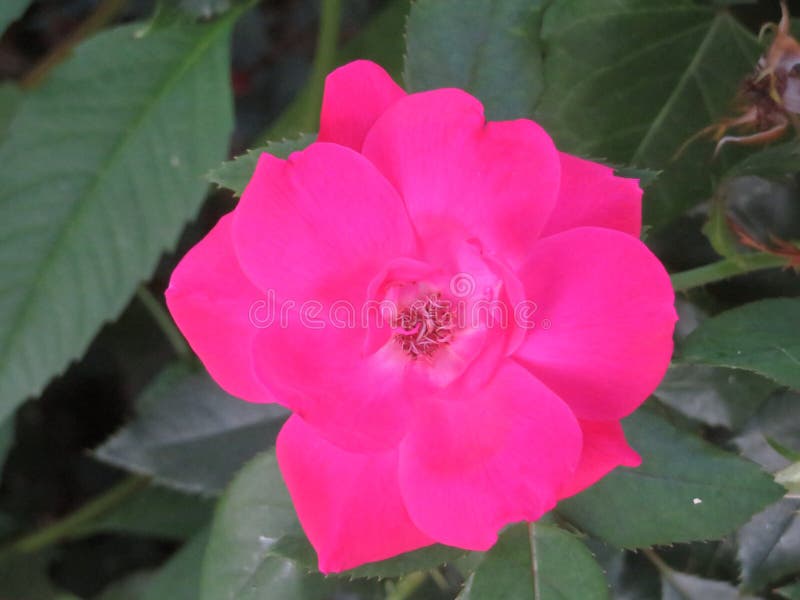 Dunkelrosa Rosenblume lizenzfreie stockfotos Dunkelrosa Rosenblume lizenzfreie stockfotos