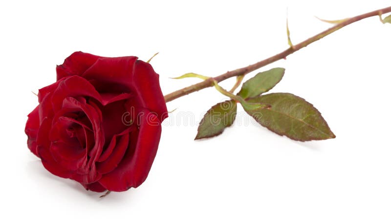 Dunkelrote Rose lokalisiert auf dem weißen Hintergrund stockbilder Dunkelrote Rose lokalisiert auf dem weißen Hintergrund stockbilder