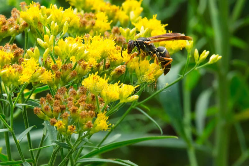 A Northern  Paper Wasp is collecting nectar from a yellow Goldenrod flower. Also known as a Dark Paper Wasp. Todmorden Mills Park, Toronto, Ontario, Canada. A Northern  Paper Wasp is collecting nectar from a yellow Goldenrod flower. Also known as a Dark Paper Wasp. Todmorden Mills Park, Toronto, Ontario, Canada.