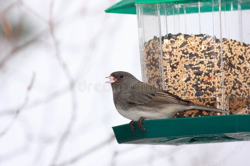 Dunkler gemusterter Junco an der Vogelzufuhr lizenzfreies stockbild