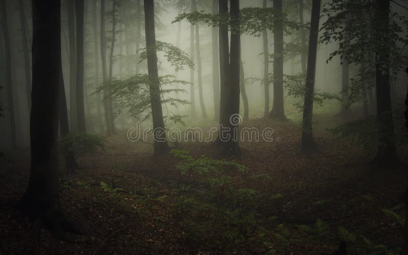 Dunkler Naturwald mit Nebel und grüner Vegetation