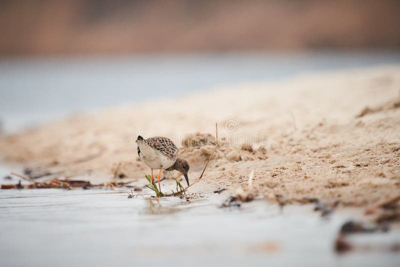 Dunlin Bird Eating Insects on a Beach Stock Photo Image of animal