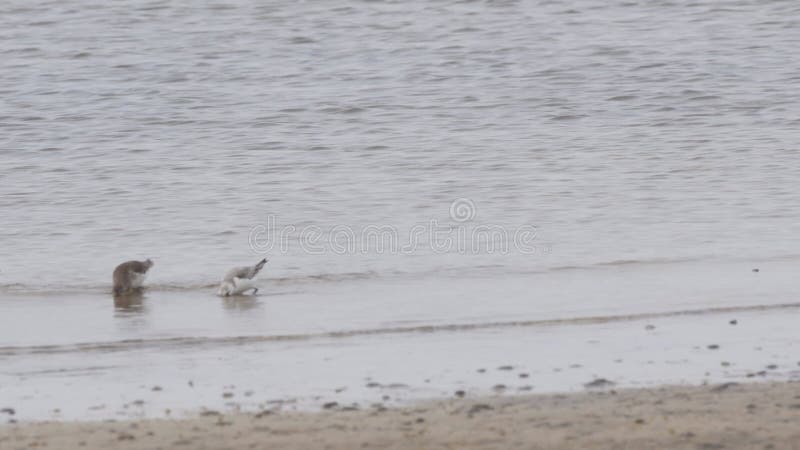 Dunlin bird and sanderlings shore birds hunting for food on a beach