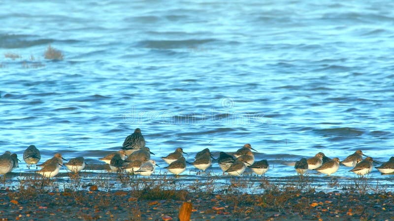 Birds - Dunlin, Knot and Sanderling