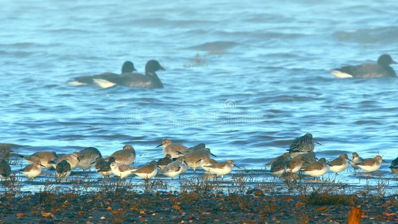 Birds - Dunlin, Knot and Sanderling