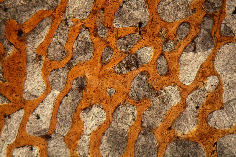 Thin section of a dinosaur bone from the Lower Jurassic (magnification 80x and polarized light). Thin section of a dinosaur bone from the Lower Jurassic (magnification 80x and polarized light).