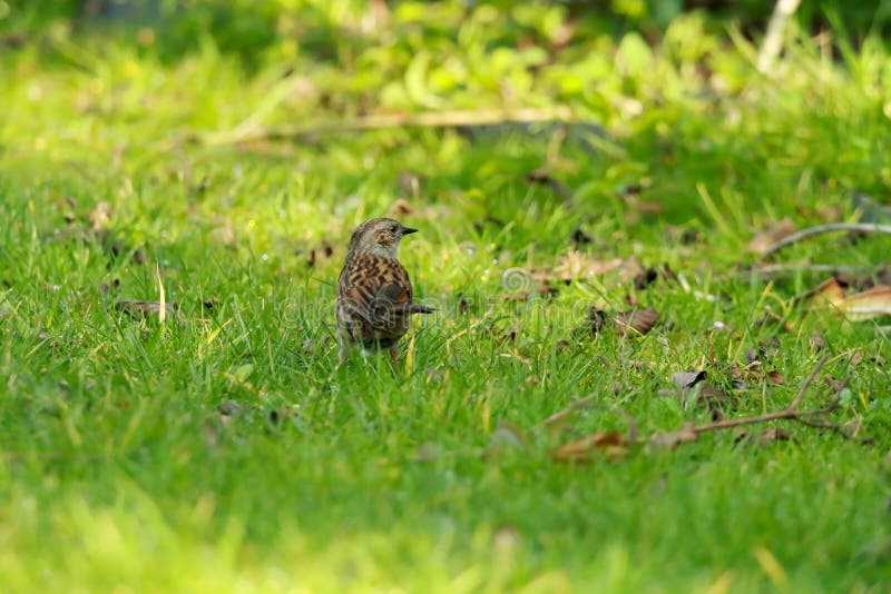 A Dunnock or Hedge Sparrow Looking To the Right Stock Image - Image of ...