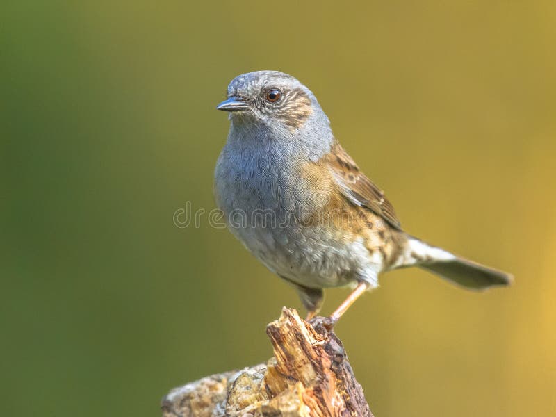 Dunnock perched on log royalty free stock images