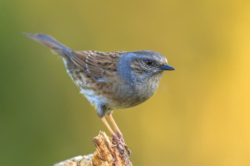 Dunnock perched on log looking at camera. Dunnock (Prunella modularis) perched on log looking at camera on green ecological garden background and looking in the camera