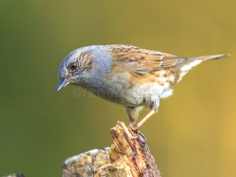 Dunnock perched on log looking down royalty free stock photo