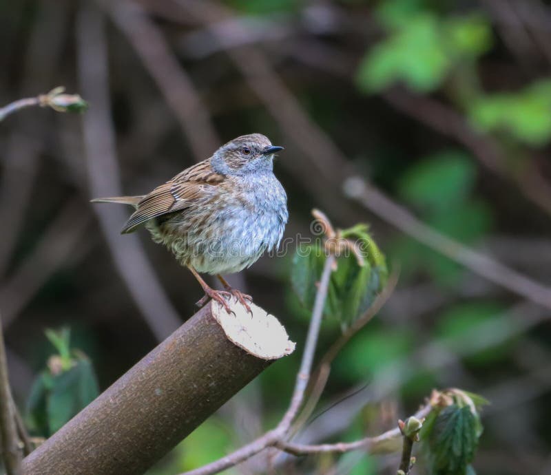 Dunnock perched on tree branch in forest scene royalty free stock images
