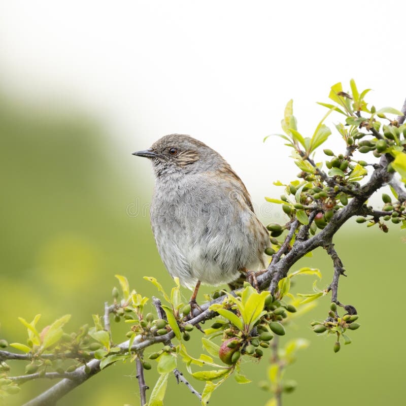 Dunnock perched on tree branch with leaves in background royalty free stock photos