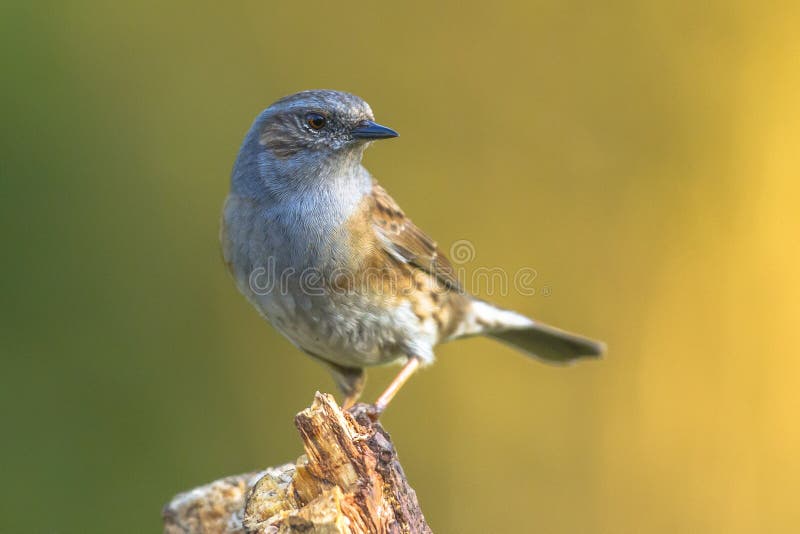 Dunnock perched on log royalty free stock photography