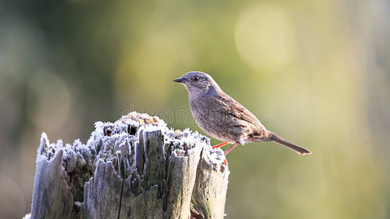 Dunnock Prunella modularis perched on an old tree trunk. royalty free stock photos