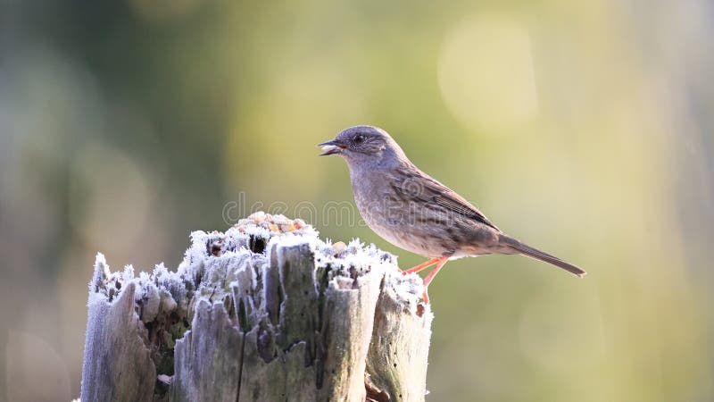 Dunnock Prunella modularis perched on an old tree trunk. royalty free stock photo