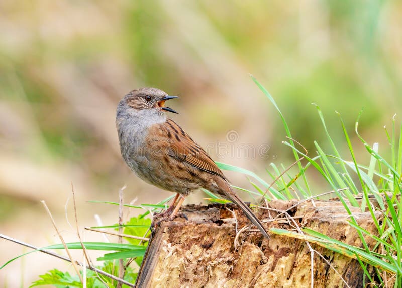 Dunnock - πρώιμο ελατήριο modularis Prunella στο πλήρες τραγούδι στοκ εικόνες Dunnock - πρώιμο ελατήριο modularis Prunella στο πλήρες τραγούδι στοκ εικόνες