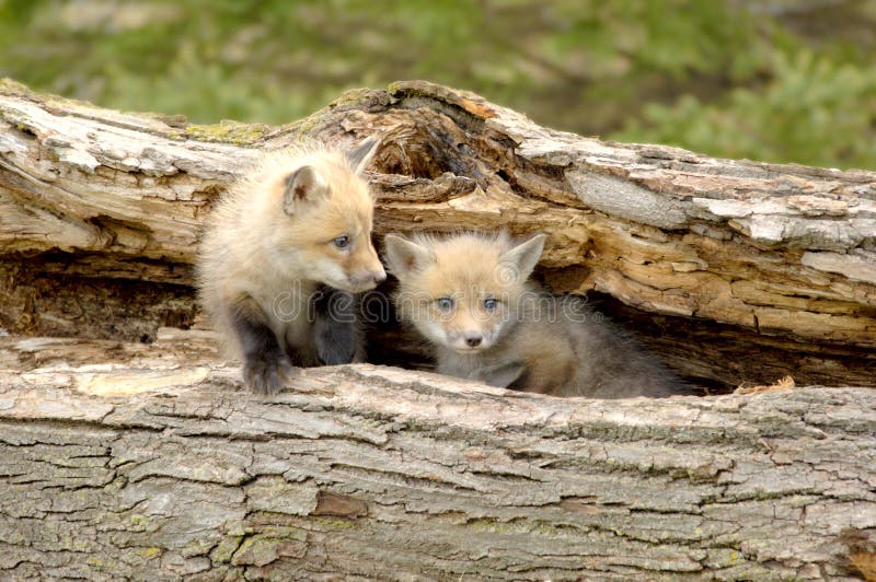 Duo dei Pups di Fox rosso - vulpes del Vulpes