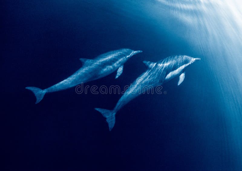Duo del delfino