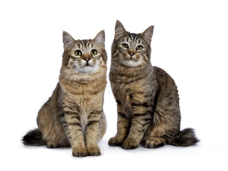 Duo of two Pixie Bob cat kittens both sitting straight up isolated on white background and facing camera