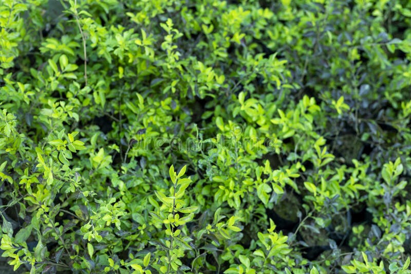 Duranta erecta ou folhas de Golden Dewdrops em close-up fotografia de stock