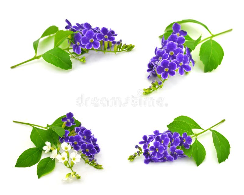 Duranta, gota de orvalho dourada, baga de pombo fotos de stock Duranta, gota de orvalho dourada, baga de pombo fotos de stock