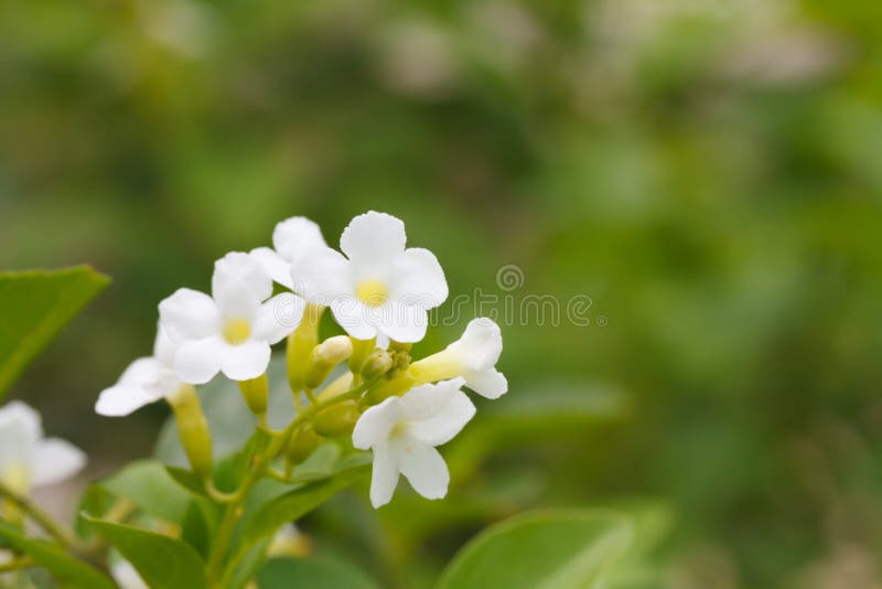 Duranta или золотой цветок капли росы стоковая фотография rf