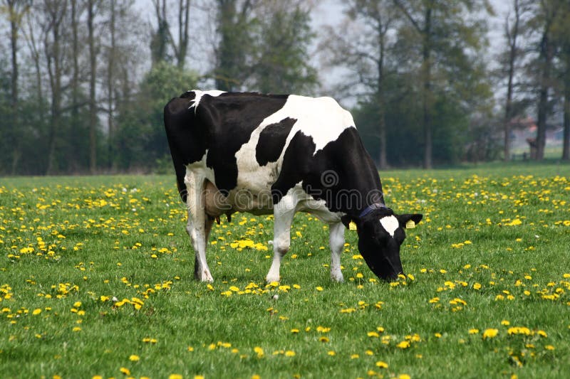 Durch Kuh lizenzfreies stockbild Durch Kuh lizenzfreies stockbild