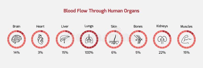 Durchblutung menschlicher Organe Durchblutung prozentualer Vektor des Blutflusses 10