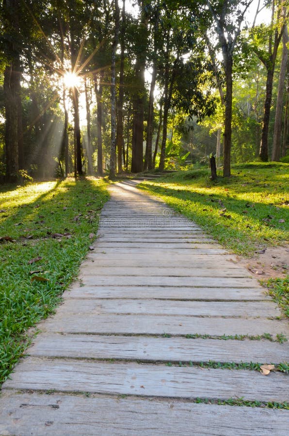 Passages in forest to the Monthathan Falls. Chiang Mai. Thailand. Passages in forest to the Monthathan Falls. Chiang Mai. Thailand