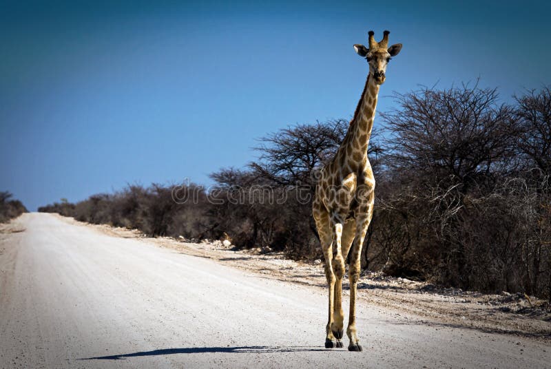 Durchstreifende Giraffe auf einer afrikanischen Schotterstraße stockfoto Durchstreifende Giraffe auf einer afrikanischen Schotterstraße stockfoto