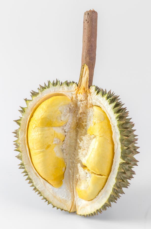 Thai durian isolated on white background