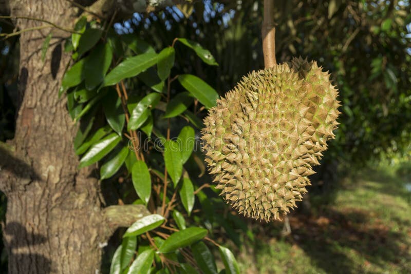 Durian drzewo,? wie? a durian owoc na drzewie, Durians jest kr? lewi? tkiem owoc, Tropikalnym azjatykcia owoc obrazy stock