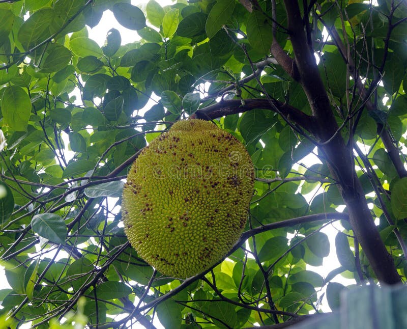 Durian drzewo, Świeża durian owoc na drzewie, Durians jest królewiątkiem owoc zdjęcia stock