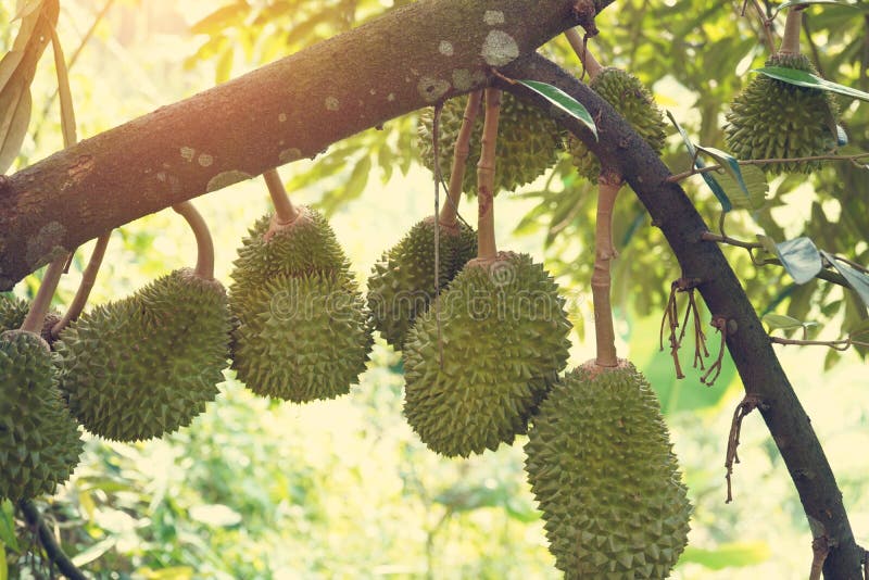 Gambar durian musang king