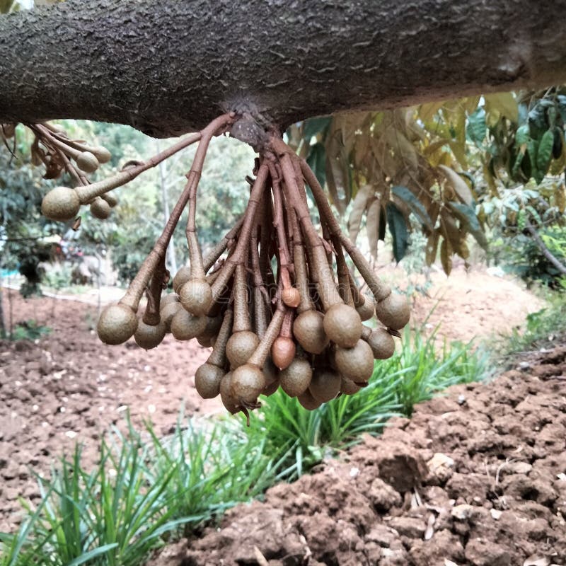 DURIAN FLOWER before FRUIT stock photo. Image of candidate 261629284