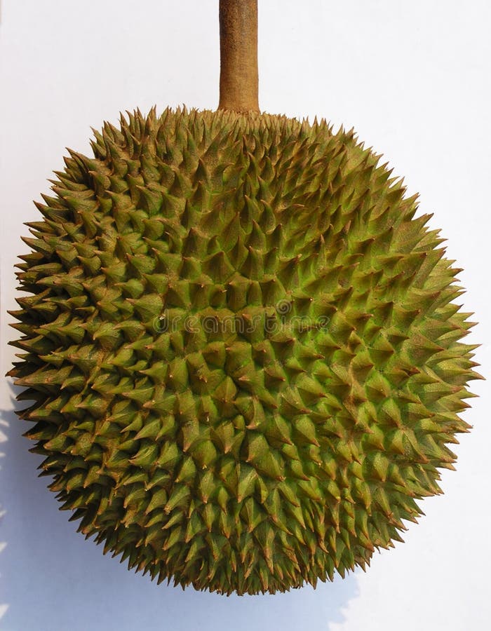 Durian fruit royalty free stock photo