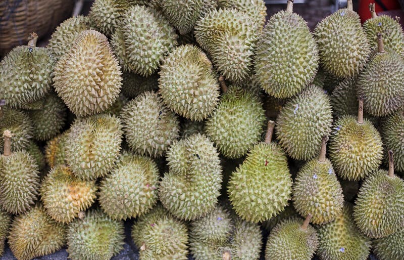 Durian Fruit stock photo