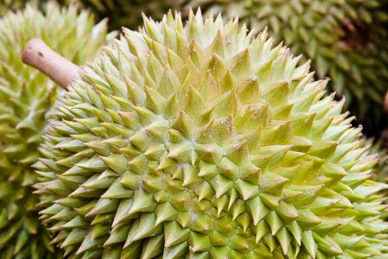 Durian fruit