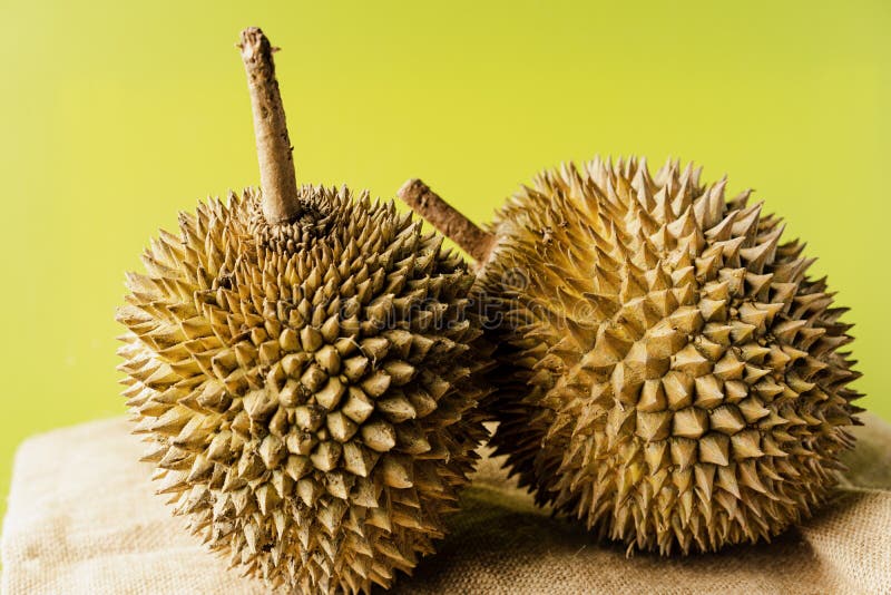 Durian fruit isolated. The durian is the fruit of several tree species belonging to the genus Durio. There are 30 recognised Durio species, at least nine of which produce edible fruit