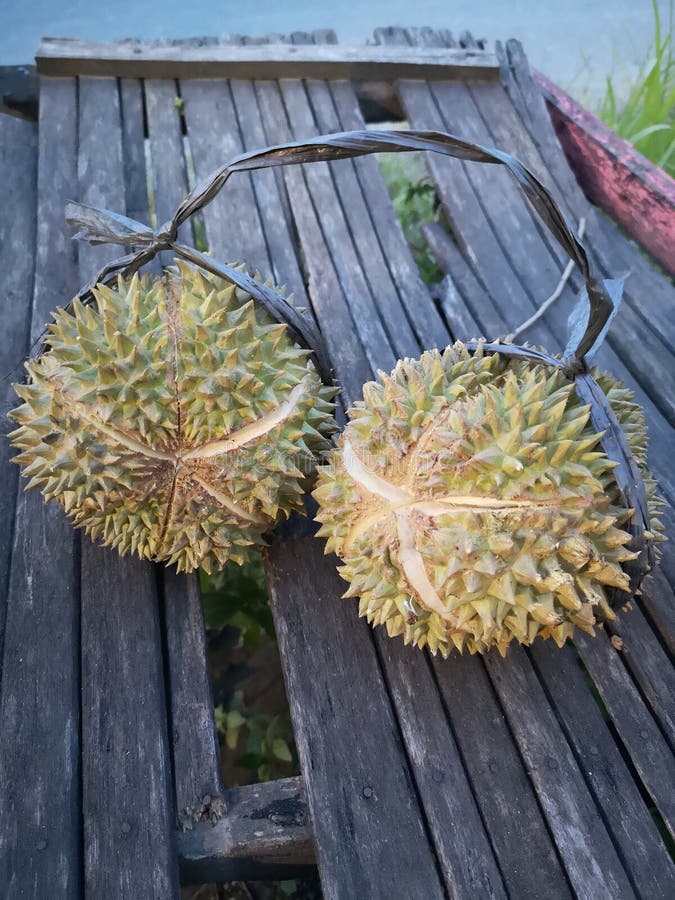 Durian Fruit is Often Referred To As the & X22;King of Fruit& X22
