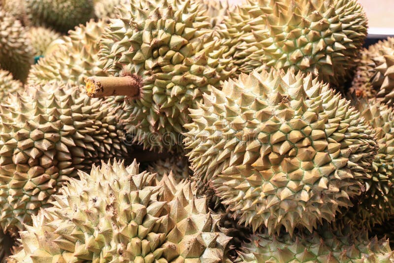 Durian fruit for sale stock image. Image of fresh, nutrition 74284253