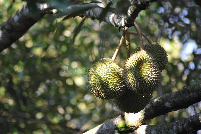 Durian Fruit On Tree,Tropical