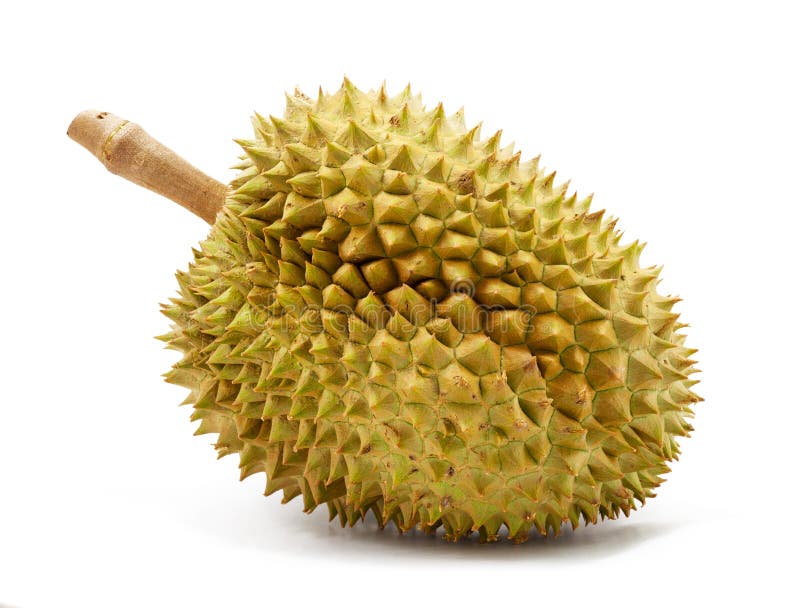 Durian isolated royalty free stock image