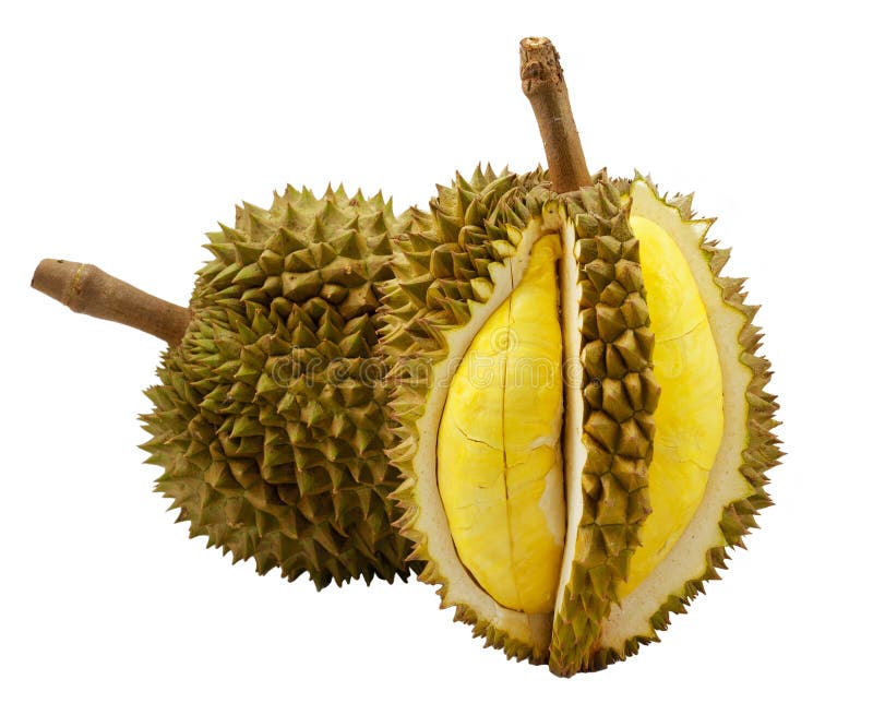 Durian isolated stock images