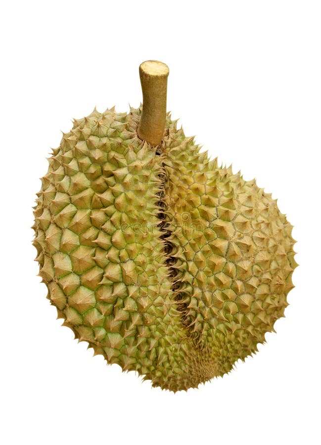 Durian isolated stock photo
