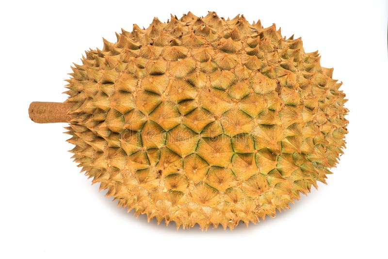 Durian Isolated royalty free stock photos
