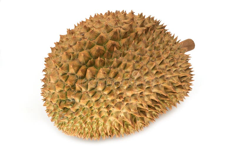Durian Isolated royalty free stock image