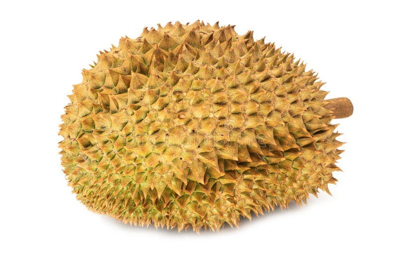 Durian Isolated stock photos