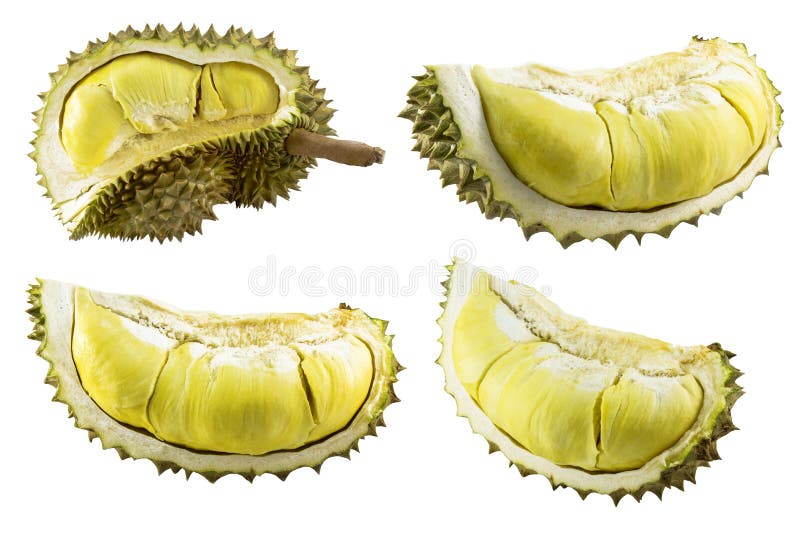 Durian isolated stock photography