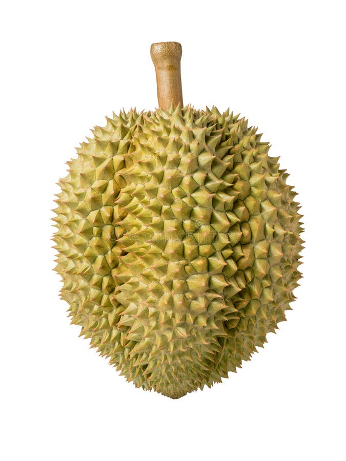 Durian isolated on white background, Durian isolated for packaging design No shadow. stock images